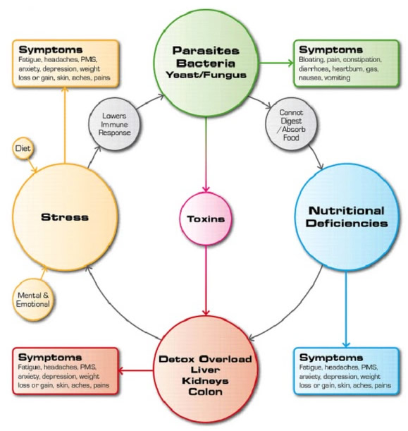 digestive-influence-diagram