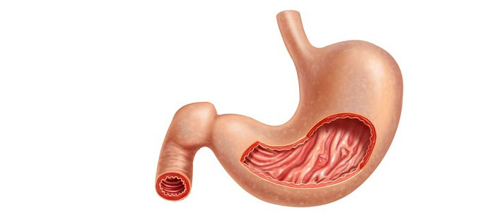 digestive system 3 stomach image