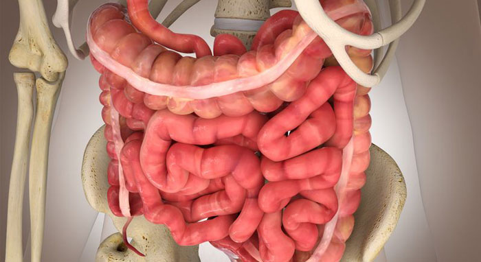 digestive system 4 small intestine image